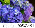 紫の紫陽花　横位置 90583491
