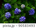 雨に濡れた紫陽花1 90583493
