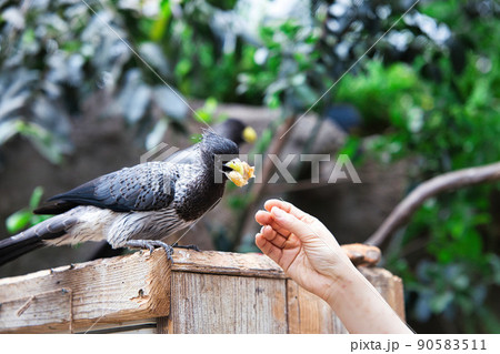 ハイイロエボシドリ ハイイロエボシドリ 90583511