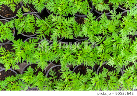 abstract green leaves texture, nature background abstract green leaves texture, nature background 90583648