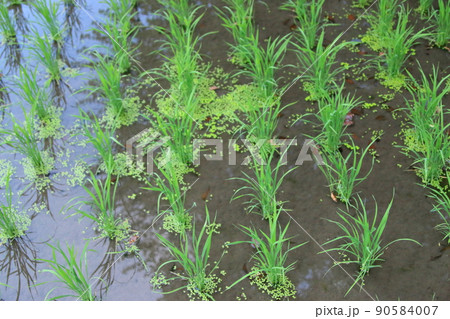 田んぼに植えられたばかりの稲 90584007