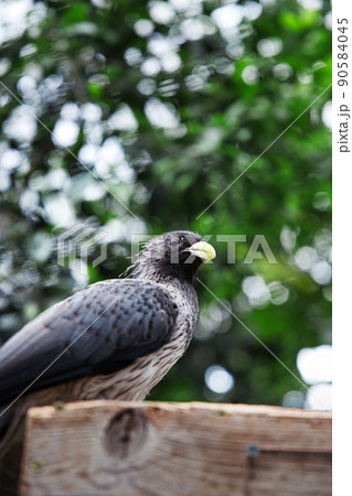 ハイイロエボシドリ ハイイロエボシドリ 90584045