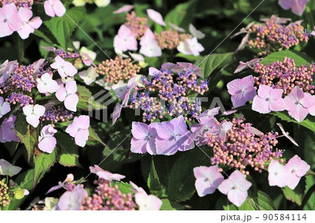 初夏の花　紫陽花（あじさい） 90584114