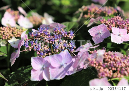 初夏の花　紫陽花（あじさい） 90584117