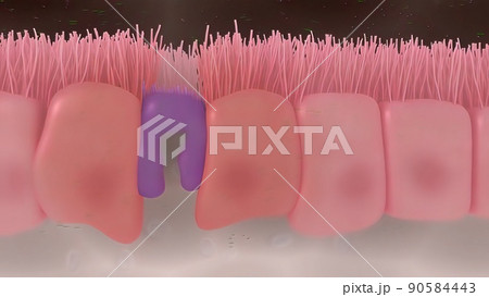Intestinal villi with bacteria and viruses. 90584443