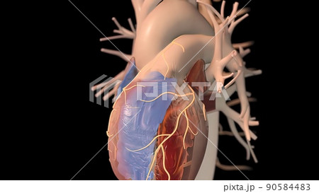 3D Illustration of Human Heartbeat Anatomy 90584483