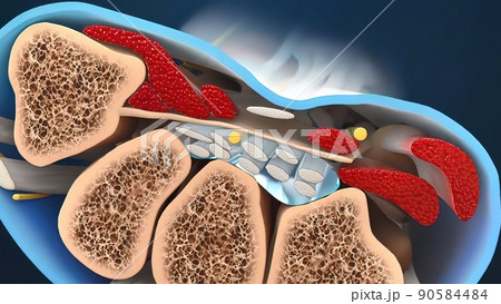 Tendon and nerve in the hand 90584484