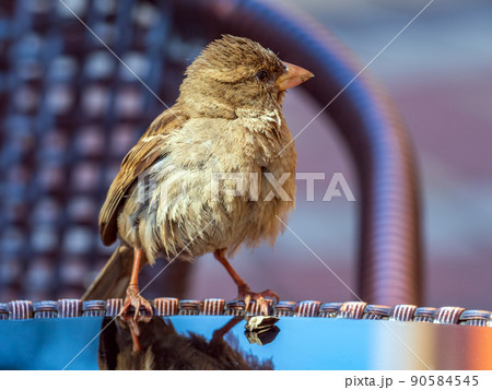 Fledgling of the sparrow is sitting on a specular table of street cafe. Fledgling of the sparrow is sitting on a specular table of street cafe. 90584545