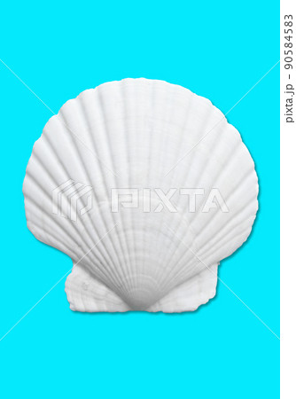 きれいな白い貝殻、海・夏のイメージ素材 90584583