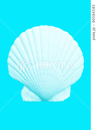 きれいな白い貝殻、海・夏のイメージ素材 きれいな白い貝殻、海・夏のイメージ素材 90584585