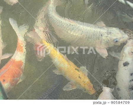鯉 外来魚 外来種 社会問題 生態系 鯉 外来魚 外来種 社会問題 生態系 90584709