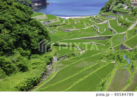 初夏の若稲が美しい浜野浦の棚田（佐賀県玄海町） 90584789
