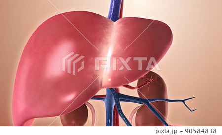 Journey through the body. 3D Journey through the body. 3D 90584838