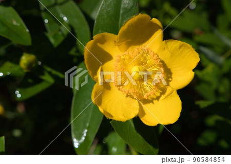 初夏の花 タイリンキンシバイ 初夏の花 タイリンキンシバイ 90584854