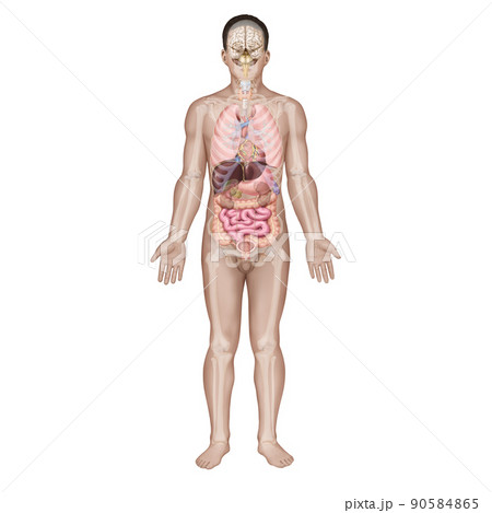 人体 五臓六腑 大腸 90584865