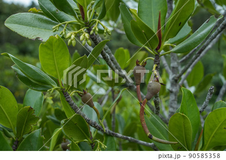 沖縄県 西表島 マングローブ 90585358