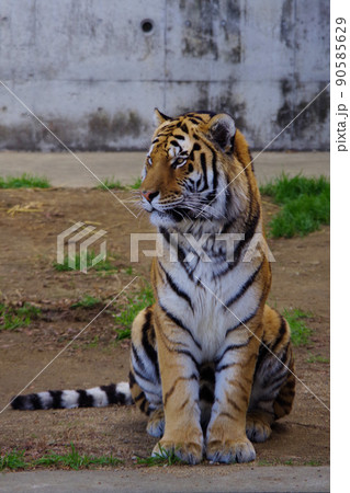トラ タイガー 行儀よく座る虎 天王寺動物園の写真素材 [90585629] - PIXTA