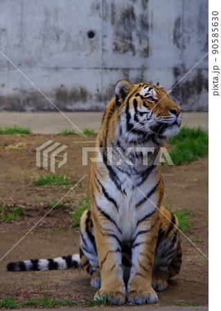 トラ タイガー 行儀よく座る虎 天王寺動物園 トラ タイガー 行儀よく座る虎 天王寺動物園 90585630