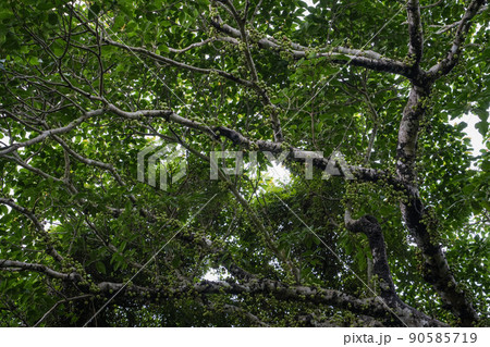 沖縄県 西表島 ギランイヌビワ 90585719