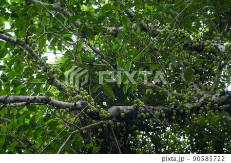 沖縄県 西表島 ギランイヌビワ 90585722