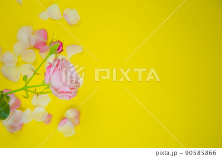 A rose flower stands on the side on a yellow background surrounded by petals with space for text. High quality photo A rose flower stands on the side on a yellow background surrounded by petals with space for text. High quality photo 90585866