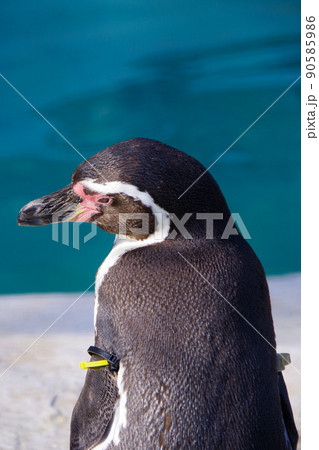 フンボルトペンギン　可愛い動物　天王寺動物園　ペンギン 90585986