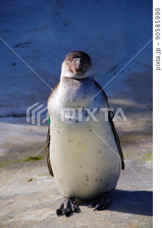 フンボルトペンギン 可愛い動物 天王寺動物園 ペンギン フンボルトペンギン 可愛い動物 天王寺動物園 ペンギン 90585990