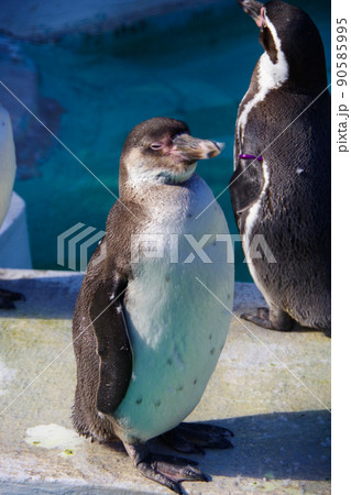フンボルトペンギン　可愛い動物　天王寺動物園　ペンギン 90585995