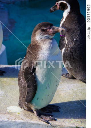 フンボルトペンギン　可愛い動物　天王寺動物園　ペンギン 90585996
