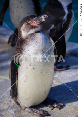 フンボルトペンギン　可愛い動物　天王寺動物園　ペンギン 90586003
