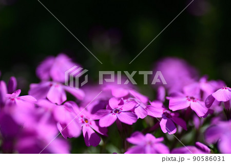 春の花　ピンク色のシバザクラ 90586031
