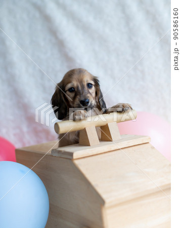 仔犬　カニンヘンダックスフンド 90586160