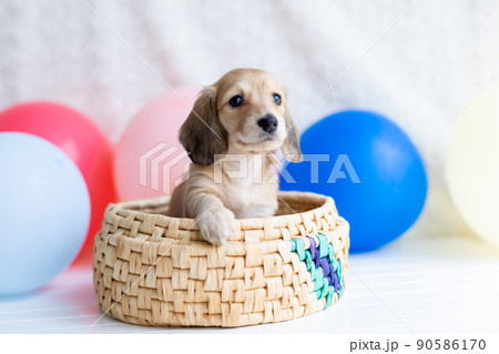 仔犬　カニンヘンダックスフンド 90586170