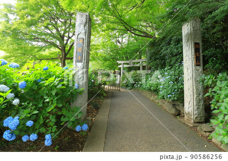 浄慶寺の紫陽花 浄慶寺の紫陽花 90586256