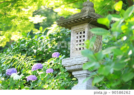 浄慶寺の紫陽花 浄慶寺の紫陽花 90586262