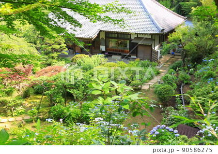 浄慶寺の紫陽花 90586275