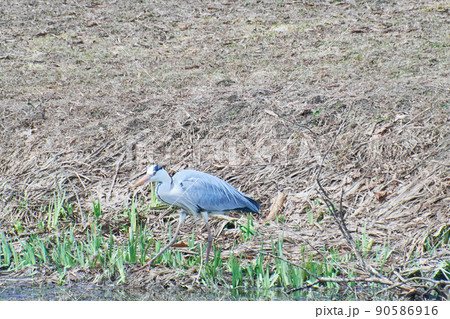 魚を探すアオサギ 魚を探すアオサギ 90586916