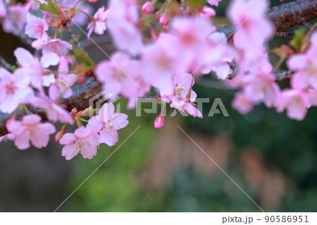 美しいピンク色の花、さくら 河津桜 美しいピンク色の花、さくら 河津桜 90586951