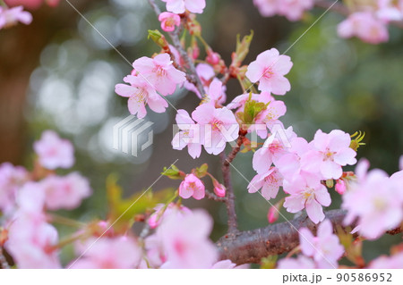美しいピンク色の花、さくら　河津桜 90586952