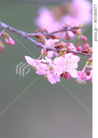 日本を代表する花(河津桜) 日本を代表する花(河津桜) 90586977