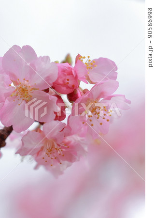 日本を代表する花(河津桜) 日本を代表する花(河津桜) 90586998