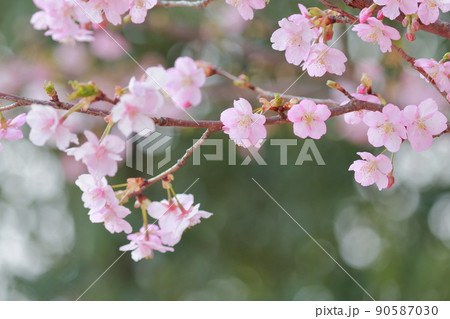 美しいピンク色の花、さくら　河津桜 90587030
