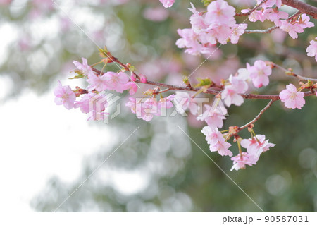 美しいピンク色の花、さくら　河津桜 90587031