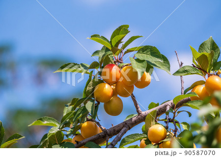 Many apricot fruits on a tree in the garden on a bright summer day. Organic fruits. Healthy food. Ripe apricots. Many apricot fruits on a tree in the garden on a bright summer day. Organic fruits. Healthy food. Ripe apricots. 90587070
