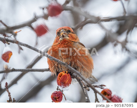 Red Crossbill male sitting on the tree branch and eats wild apple berries. Crossbill bird eats berries. Red Crossbill male sitting on the tree branch and eats wild apple berries. Crossbill bird eats berries. 90587095