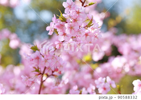 美しいピンク色のさくら　河津桜 90588332