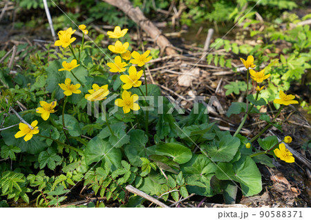 Kingcup, Caltha palustris Kingcup, Caltha palustris 90588371