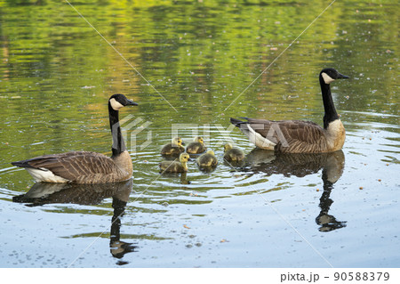 Canada goose, Branta canadensis 90588379