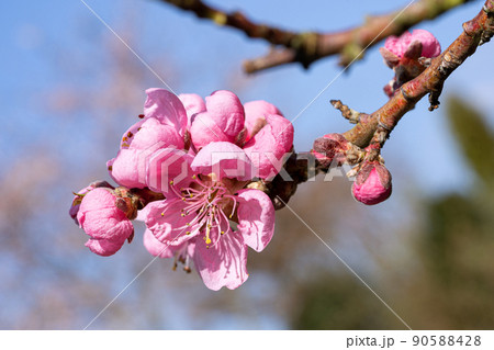 Nectarine tree, Prunus persica 90588428