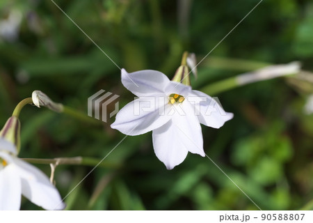 ハナニラの斑入り・白花【緑背景】 ハナニラの斑入り・白花【緑背景】 90588807